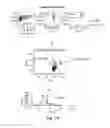 Fig. 15 - COMPOSITIONS AND METHODS FOR MODULATING FOXP3 EXPRESSION