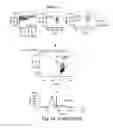 Fig. 16 - COMPOSITIONS AND METHODS FOR MODULATING FOXP3 EXPRESSION