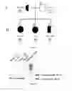 Fig. 03 - Methods and pharmaceutical compositions for the treatment of erythropoietic protoporphyria
