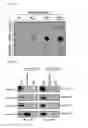 Fig. 03 - METHOD OF SCREENING FOR CHAPERONIN MODULATOR