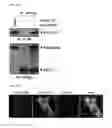 Fig. 04 - METHOD OF SCREENING FOR CHAPERONIN MODULATOR