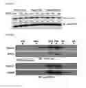 Fig. 06 - METHOD OF SCREENING FOR CHAPERONIN MODULATOR
