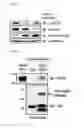 Fig. 07 - METHOD OF SCREENING FOR CHAPERONIN MODULATOR
