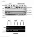 Fig. 08 - METHOD OF SCREENING FOR CHAPERONIN MODULATOR