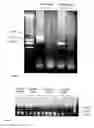 Fig. 09 - Gene expression system using alternative splicing in insects
