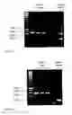 Fig. 10 - Gene expression system using alternative splicing in insects