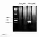 Fig. 11 - Gene expression system using alternative splicing in insects