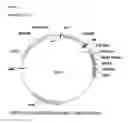Fig. 13 - Gene expression system using alternative splicing in insects