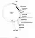 Fig. 18 - Gene expression system using alternative splicing in insects