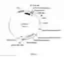 Fig. 20 - Gene expression system using alternative splicing in insects