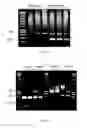 Fig. 33 - Gene expression system using alternative splicing in insects