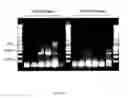 Fig. 34 - Gene expression system using alternative splicing in insects