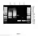 Fig. 37 - Gene expression system using alternative splicing in insects
