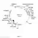Fig. 41 - Gene expression system using alternative splicing in insects