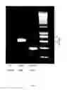 Fig. 42 - Gene expression system using alternative splicing in insects