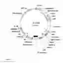 Fig. 57 - Gene expression system using alternative splicing in insects