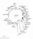 Fig. 58 - Gene expression system using alternative splicing in insects