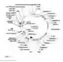 Fig. 59 - Gene expression system using alternative splicing in insects