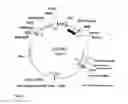 Fig. 60 - Gene expression system using alternative splicing in insects