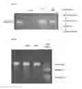 Fig. 03 - Gene expression analysis