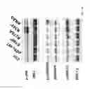 Fig. 19 - EFFICIENT FUNCTIONAL GENOMICS PLATFORM