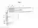 Fig. 02 - Rotating stock butt and sighting bead