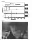 Fig. 08 - High-sensitivity sensor comprising conductive thin film containing cracks and method for manufacturing same