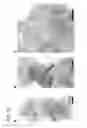 Fig. 27 - Methods for phenotyping of intact whole tissues
