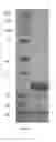 Fig. 20 - Opioid detection based on high quality graphene transistor arrays and a synthetic mu receptor