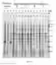 Fig. 23 - Opioid detection based on high quality graphene transistor arrays and a synthetic mu receptor