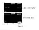 Fig. 12 - Particle size distribution measurements of particles and droplets using optical gel electrophoresis
