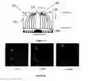 Fig. 14 - Particle size distribution measurements of particles and droplets using optical gel electrophoresis