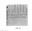 Fig. 12 - METHODS OF ISOLATING NUCLEIC ACIDS UNDER REDUCED DEGRADATION CONDITION