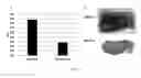 Fig. 12 - Method For Improving Animal Food Product Quality