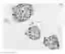 Fig. 01 - METHOD FOR PREPARING THREE-DIMENSIONAL, ORGANOTYPIC CELL CULTURES AND USES THEREOF
