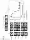 Fig. 03 - METHOD FOR PREPARING THREE-DIMENSIONAL, ORGANOTYPIC CELL CULTURES AND USES THEREOF