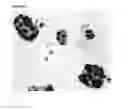 Fig. 10 - METHOD FOR PREPARING THREE-DIMENSIONAL, ORGANOTYPIC CELL CULTURES AND USES THEREOF