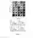 Fig. 03 - Detection of pathogens using unmodified metal nanoparticles
