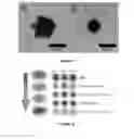 Fig. 10 - Detection of pathogens using unmodified metal nanoparticles