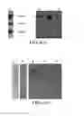 Fig. 05 - Method of traceless labeling glycoproteins on surface and application thereof