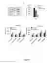 Fig. 16 - Detection of protein to protein interactions