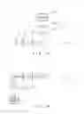 Fig. 02 - Light sheet illumination microscope and light sheet illumination method