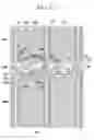 Fig. 38 - LIQUID CRYSTAL DISPLAY AND MANUFACTURING METHOD THEREOF