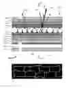 Fig. 01 - Electrophoretic insulated glass unit