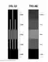 Fig. 05 - Image forming apparatus, image forming method, and storage medium to correct an edge effect and sweeping effect