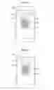 Fig. 11 - Smartphone