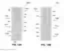 Fig. 19 - Systems and methods for automatically verifying correct die removal from film frames
