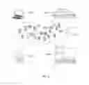 Fig. 06 - Comprehension in rapid serial visual presentation