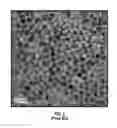 Fig. 03 - Perpendicular magnetic recording disk with patterned template layer