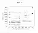 Fig. 04 - POSITIVE ACTIVE MATERIAL, POSITIVE ELECTRODE AND LITHIUM BATTERY INCLUDING THE POSITIVE ACTIVE MATERIAL, AND METHOD OF MANUFACTURING THE POSITIVE ACTIVE MATERIAL